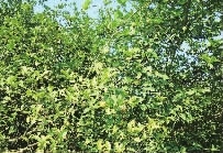 008PG国际,油茶种植出产加工销售,植物油种植出产加工销售
